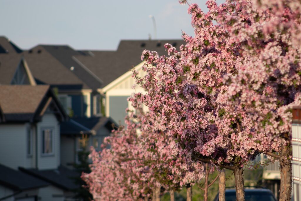 Calgary homes in springtime with trees blooming nearby