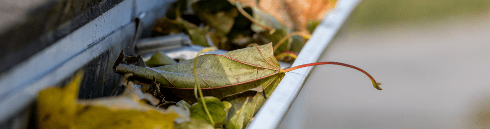 A close up image of a gutter filled with leaves.